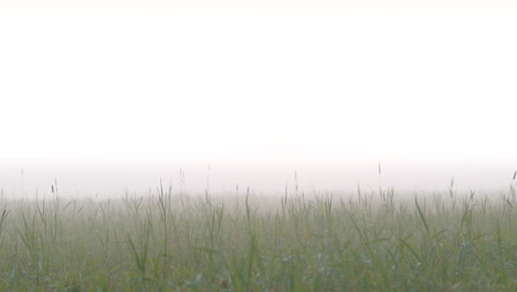 Static-shot-of-foggy-grass-field-with-bright-copyspace-over-it