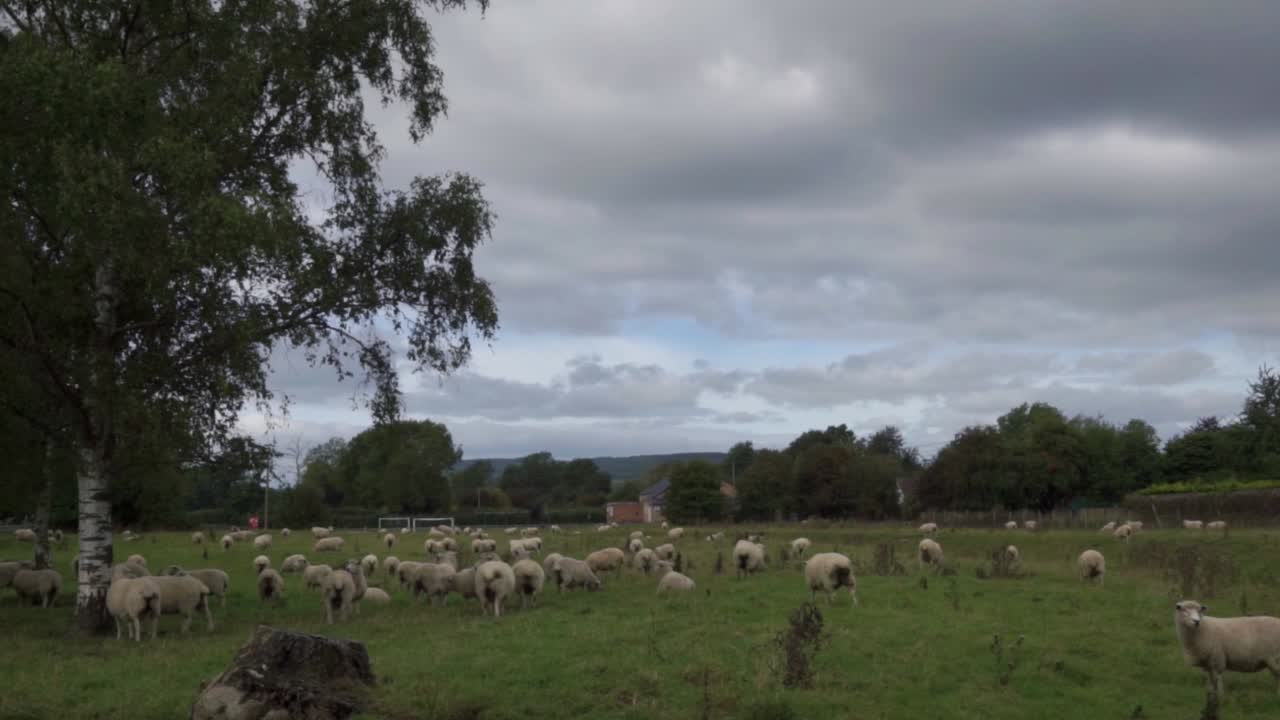 pan lento de un rebaño de ovejas en un campo.