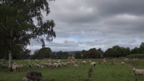 slow pan of a flock of sheep in a field