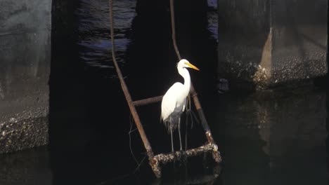 tallo blanco brillante parado en una escalera al borde del agua en manzanillo méxico