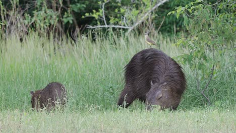 Capibaras-Bebé-Y-Adulto-Pastando-Relajados,-Mientras-Un-Pájaro-Tirano-De-Ganado-Descansa-Sobre-él