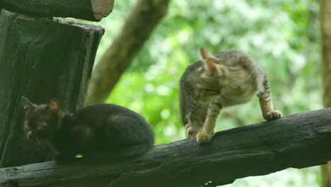 young kitten moving on the log