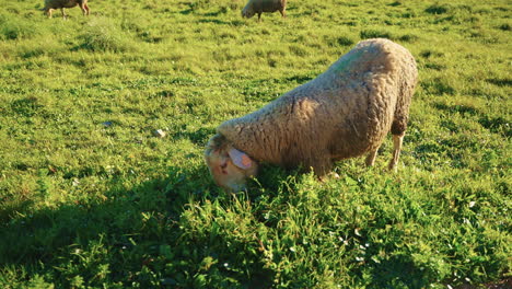 ovejas pastando en un prado