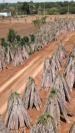 cassava plantation with bundled stems