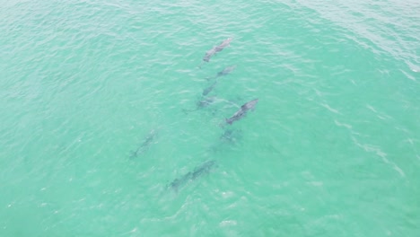 Vista-Aérea-De-Un-Grupo-De-Delfines