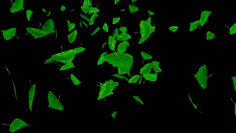 hojas verdes que caen, aisladas en el negro.