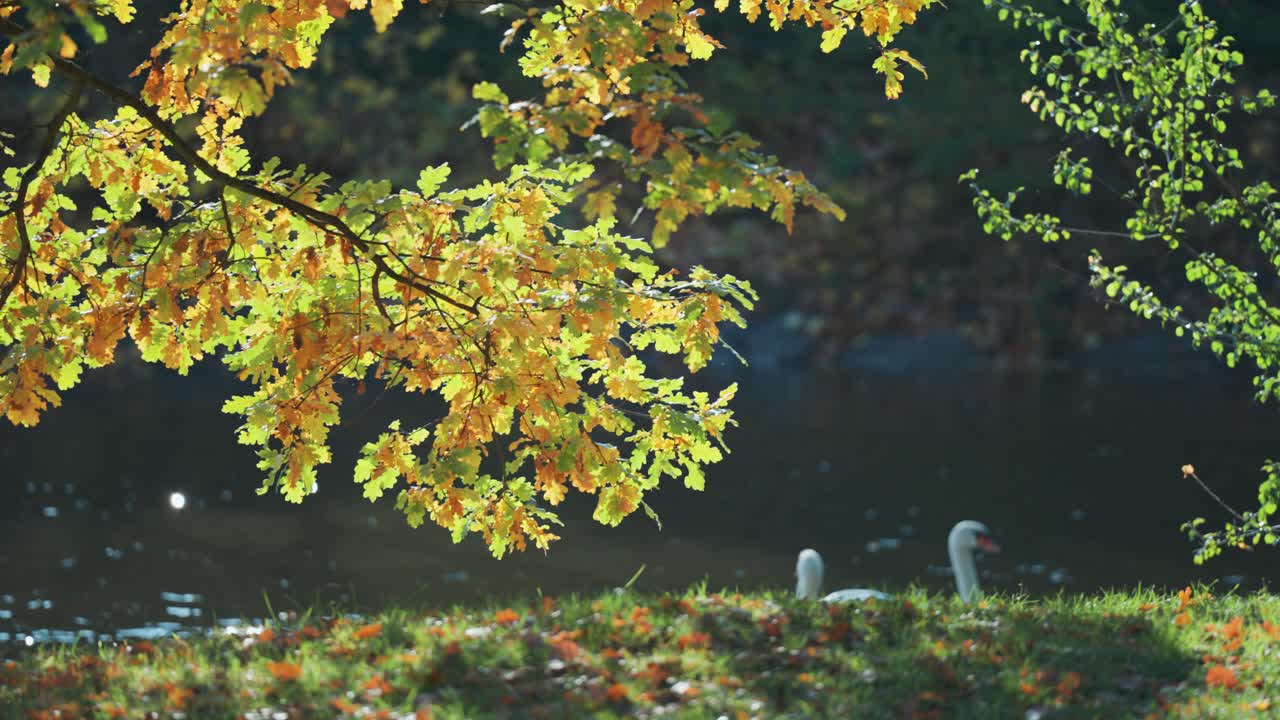 Autumn Scenery: Golden Oak Leaves and a Swan by the Lake