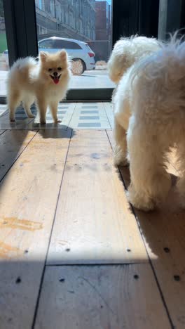 dos perros mirándose el uno al otro