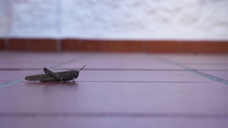 Saltamontes,-Langosta-Sentada-Y-Luego-Saltando-Fuera-De-Plano