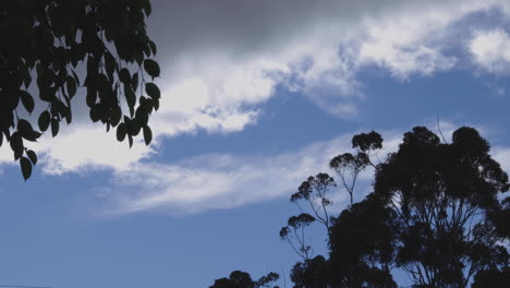 A-gum-tree-blowing-in-the-wind-against-a-cloudy-blue-sky-with-another-tree-silhouette-in-the-foreground