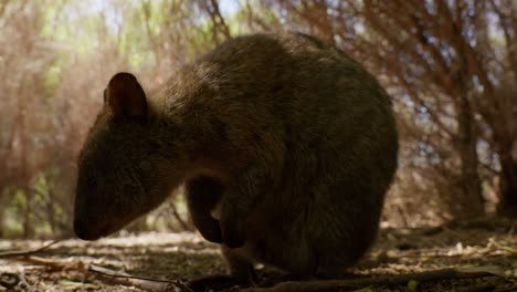 slow motion close-up of a quokka sniffing around, capturing its curious behavior in a natural, detailed shot.