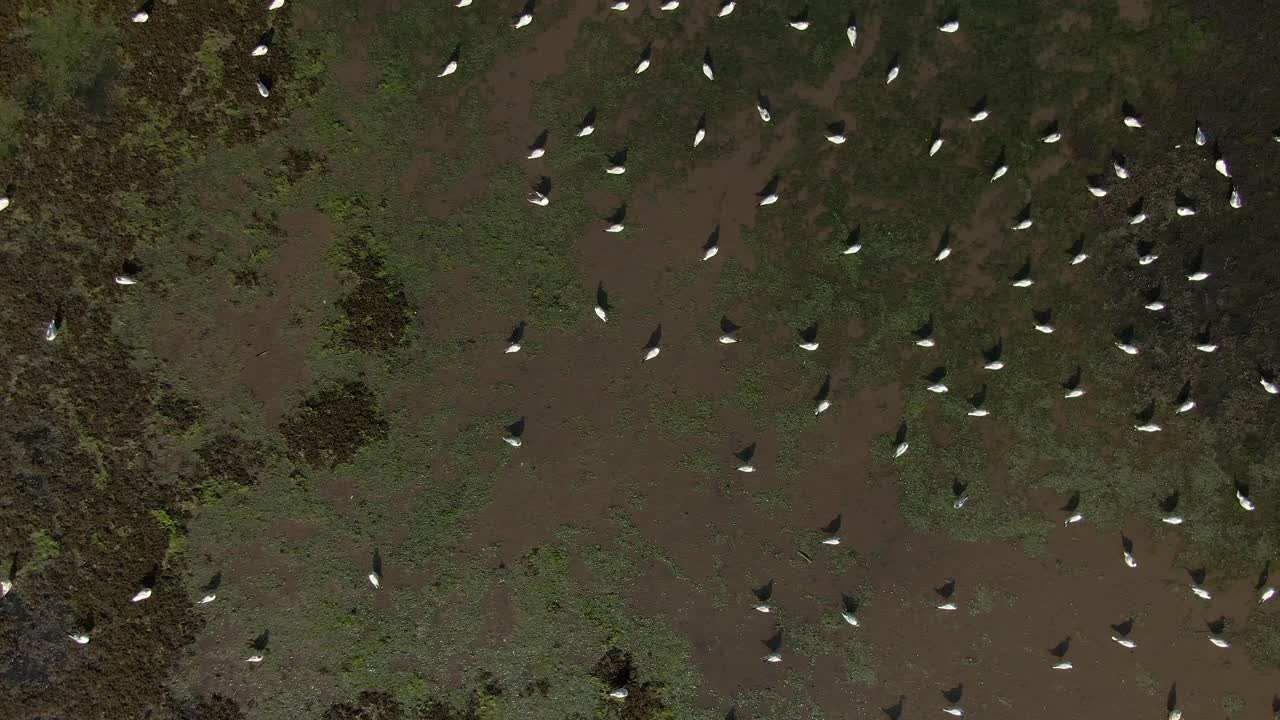 Aerial drone footage of seagulls flying over swans on a lake