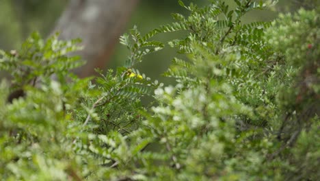 red bird perched in lush green bush