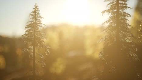 Bosque-De-Pinos-Al-Amanecer-Con-Cálidos-Rayos-De-Sol