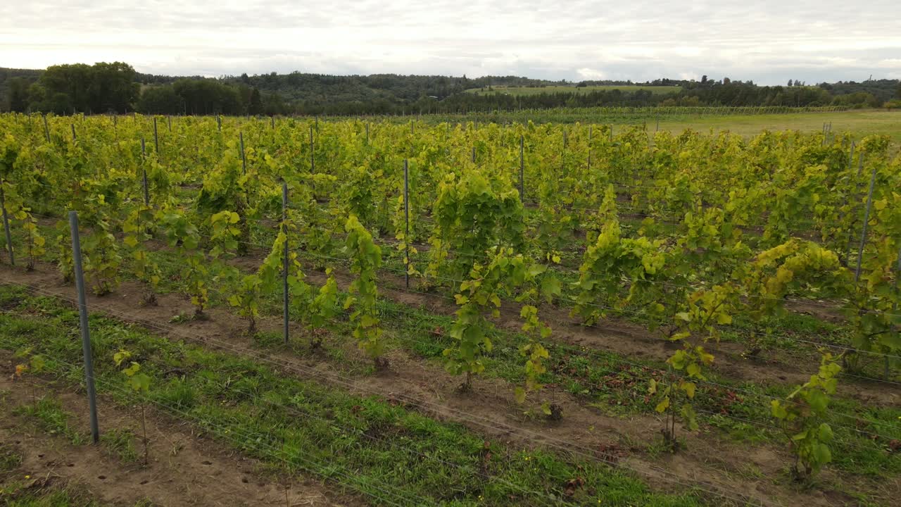 prados de uva con bayas