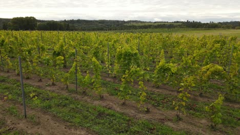 Grape-meadows-with-berries