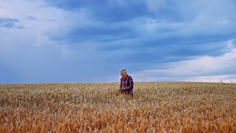 aged farmer looks at ears of wheat in his plantation. man is getting ready for the harvesting season.