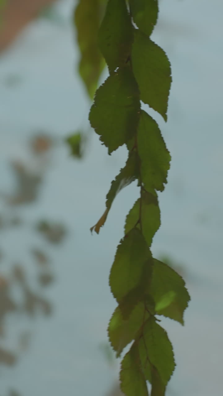 hojas verdes balanceándose suavemente en el viento, proyectando sombras suaves en un suelo cubierto de nieve, creando una escena de invierno serena con una mezcla de texturas naturales e iluminación sutil