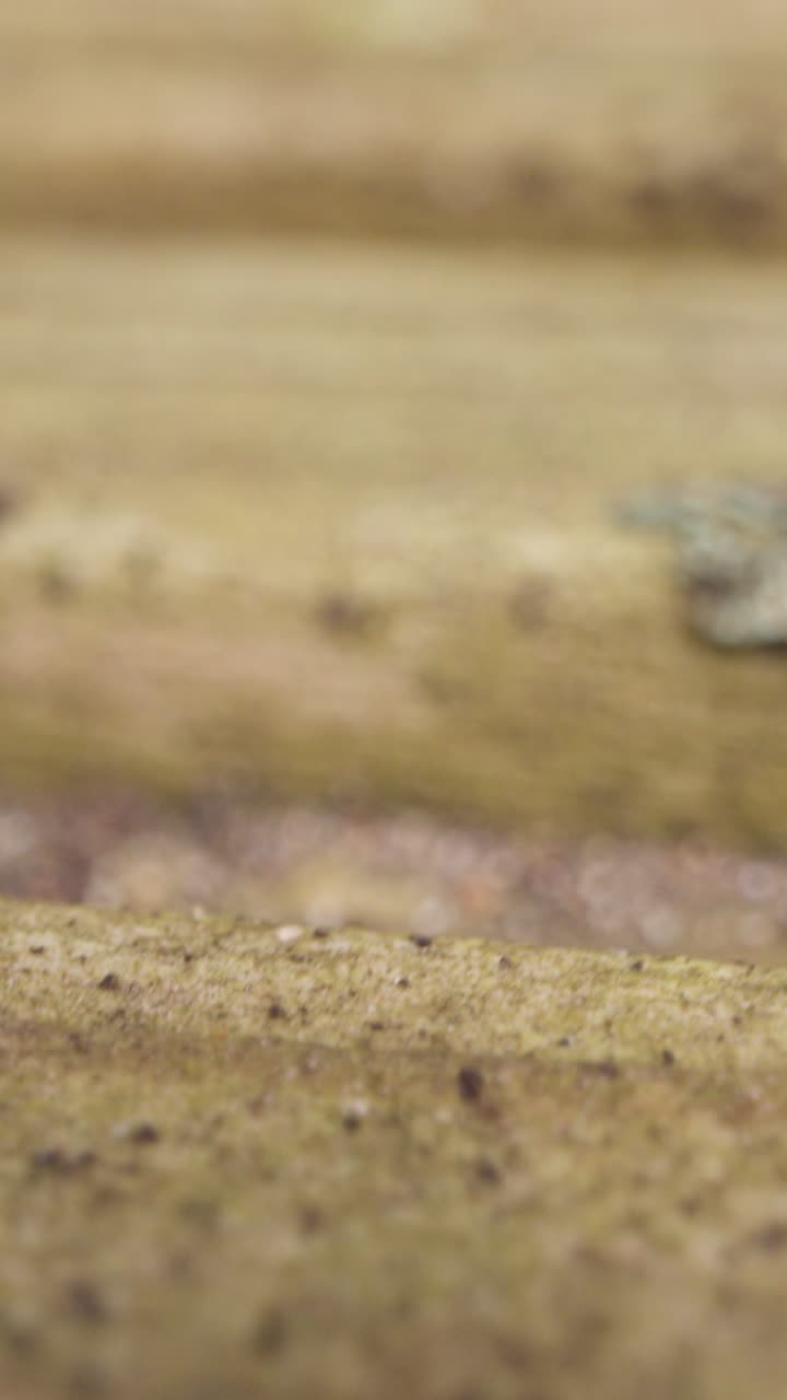 video vertical de primer plano insecto woodlouse en la madera en el campo del reino unido
