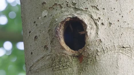 Woodpecker-Chicks-Peeping-Out-From-Tree-Hole,-Birds-in-Natural-Habitat
