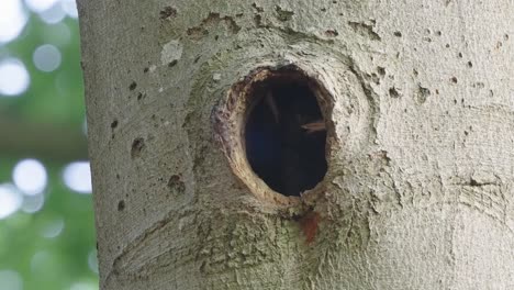 polluelos de pájaro carpintero asomando por el agujero del árbol, pájaros en hábitat natural