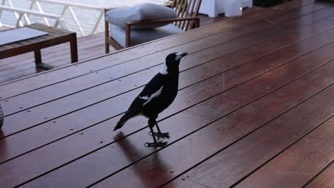 a magpie strolls across a wet wooden deck