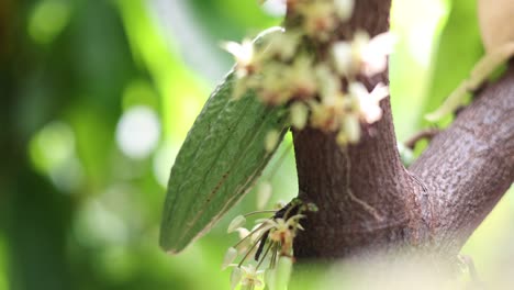 theobroma cacao