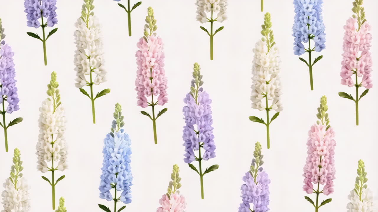 Colorful lupinus flowers