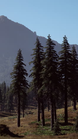 a view of a lush forest with mountains in the distance