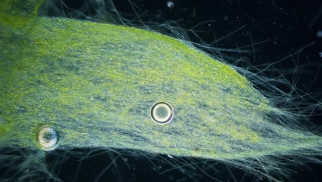 Lapso-De-Tiempo-De-Movimiento-De-Alga-Azul-Verde-Bajo-Microscopio-Campo-Oscuro