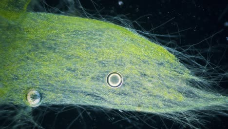 blue green alga movement time lapse under microscope dark field