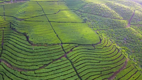 vista aérea de una hermosa plantación de té en wonosobo, java central, indonesia - toma de un avión no tripulado de 4k