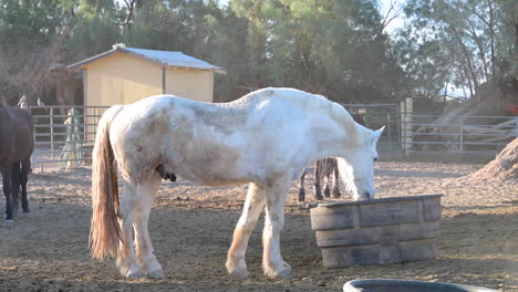 Beautiful-horses-in-different-colour-walking-and-eating-in-a-farm-with-fence-around