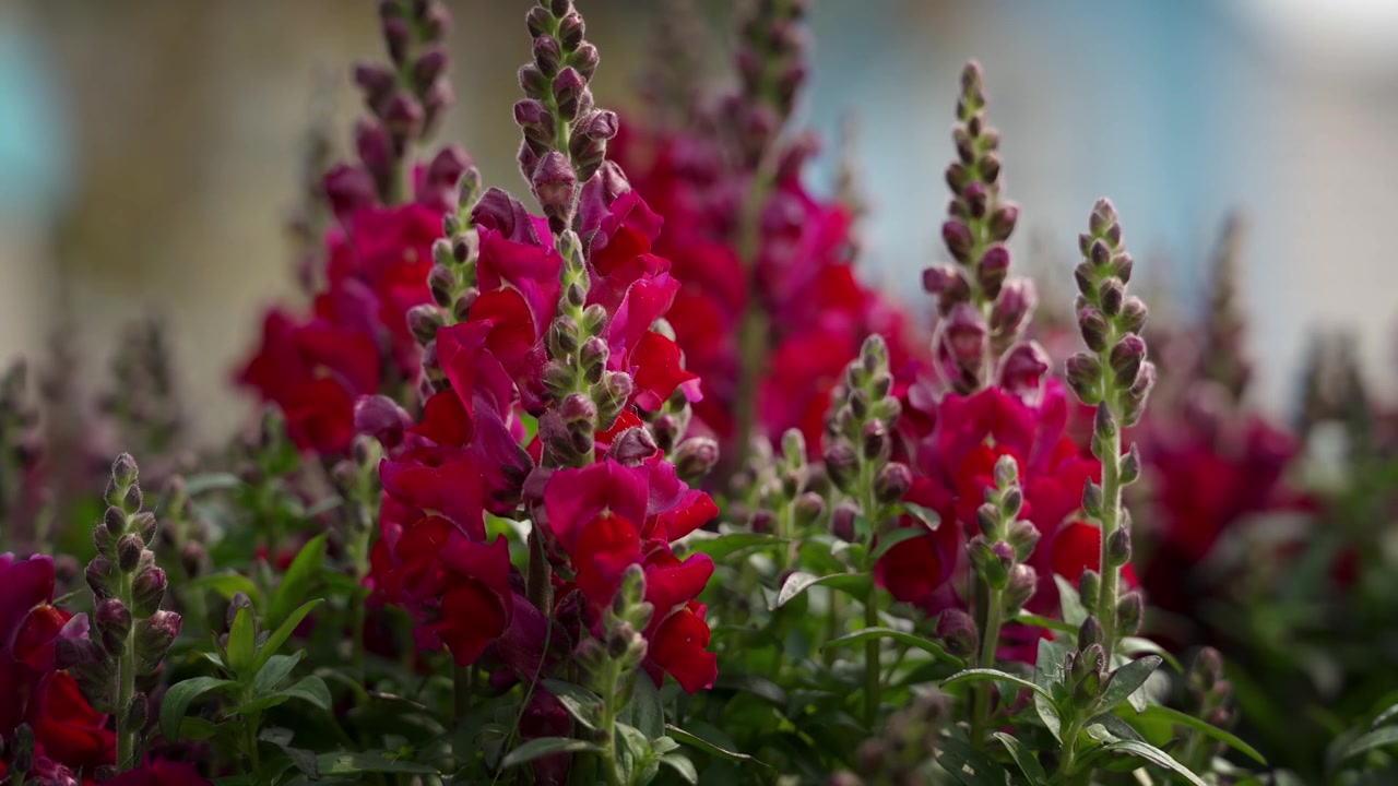 Alti fiori rossi di bocca di leone a spiga