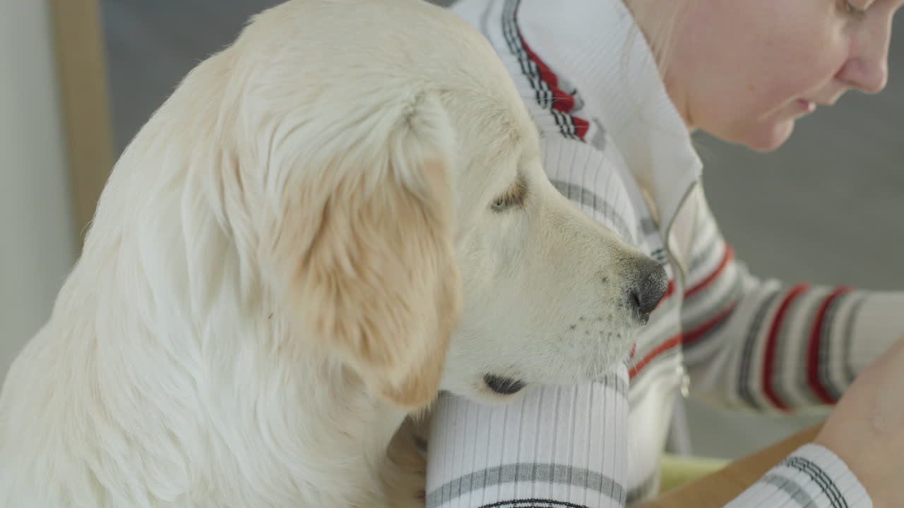 여자 의 어깨 에 앉아 있는 골든 리트리버
