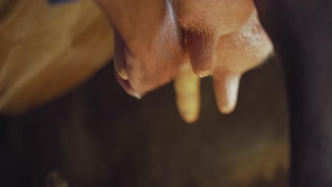 close up of a man milking and squeezing a cow udder in a barn