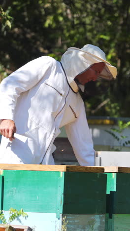 beekeeper in white protective suit near beehives. apiculturist working on a bee farm in green nature. wooden hives standing on the ground in summer. vertical video