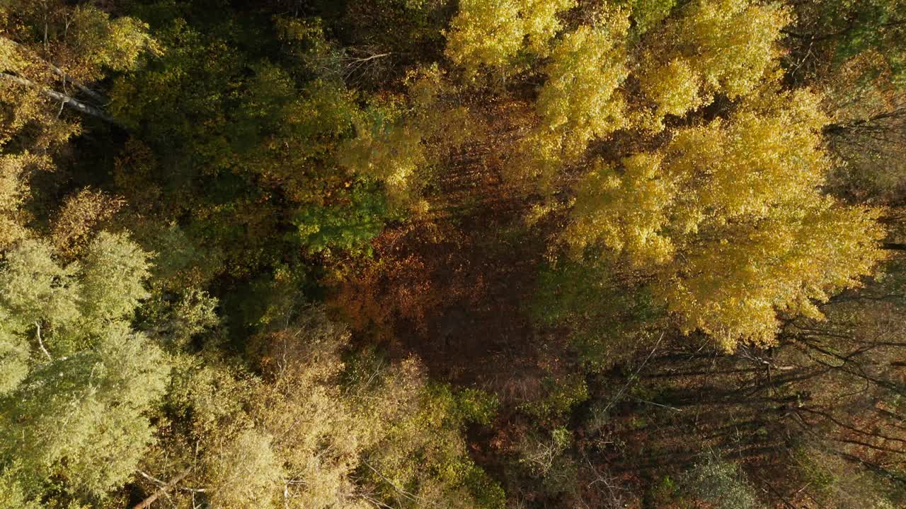 AERIAL: Top Down Shot of Autumn Season Trees in Forest With Very Colourful Brown Red and Golden Colour Leaves on a Sunny Day
