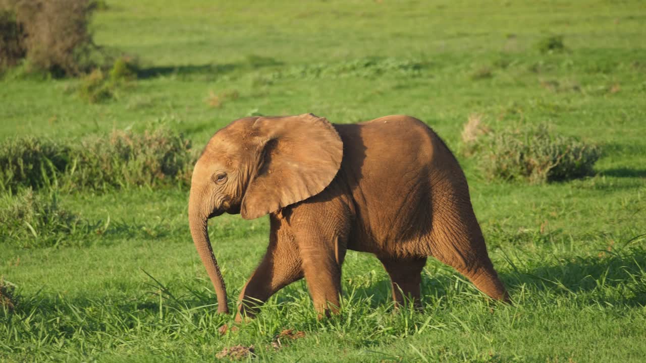 lindo elefante africano bebé divertido caminando entre adultos al atardecer, cámara lenta