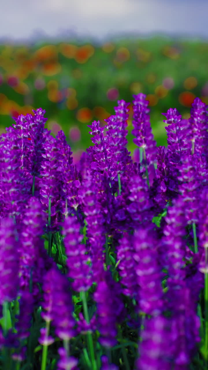 Fiori viola vivaci in un campo rigoglioso sotto un cielo drammatico