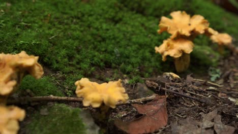 champiñones silvestres de rebozuelos amarillos brillantes, fondo de bosque de musgo, deslizador, día