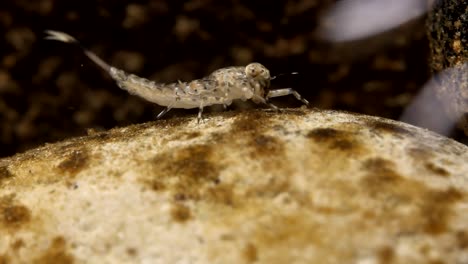 ameletus mayfly ninfa aferrada a una roca en un arroyo de truchas