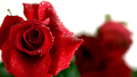 raindrop falling on a red rose