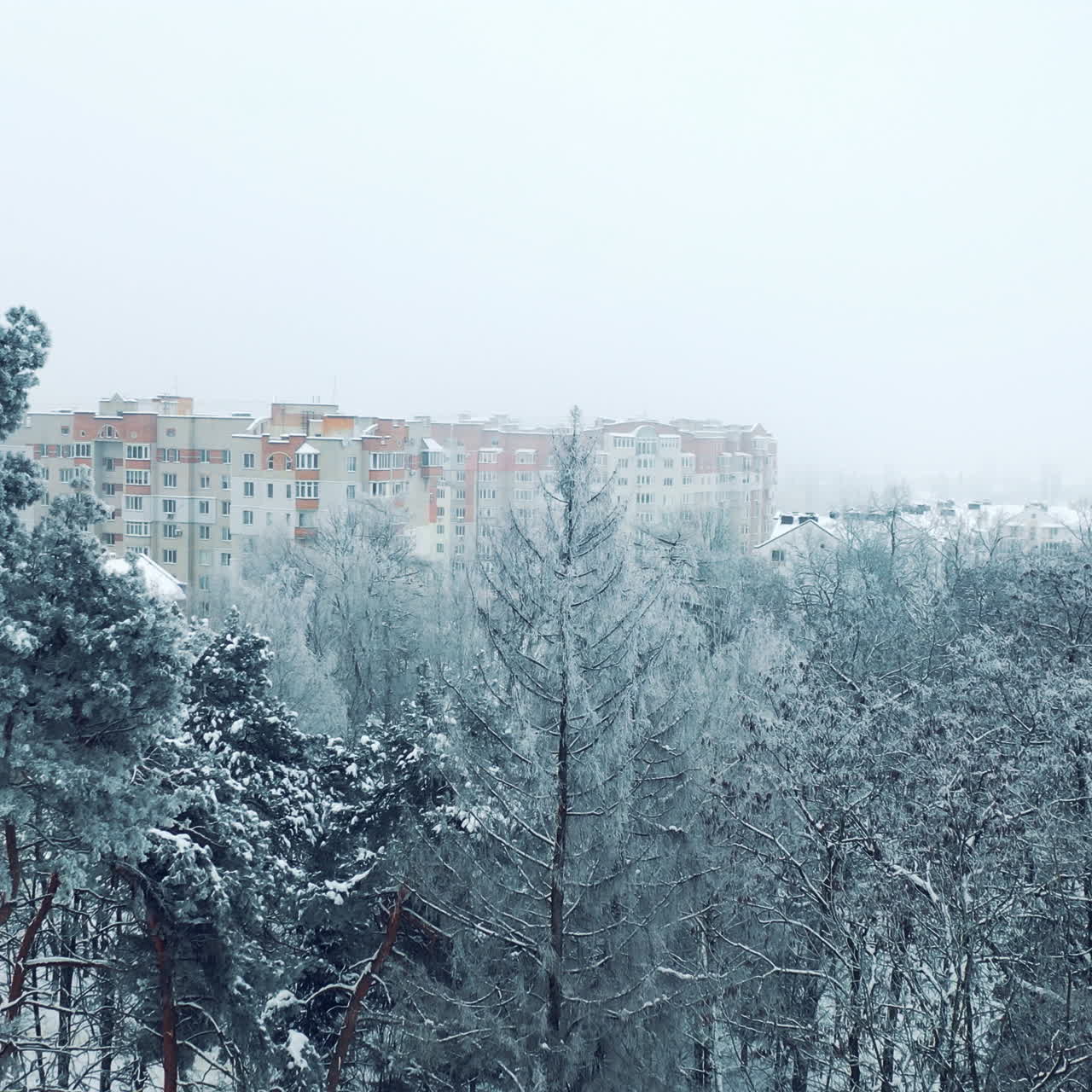 White trees covered by snow in winter park on the background of modern buildings in the city. Beautiful scenery of various trees in snow. Winter day. Aerial view.