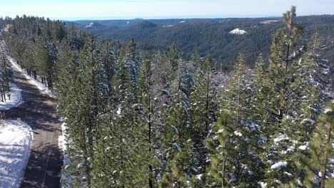 vista aérea de pinos cubiertos de nieve