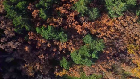 colorful trees growing in autumn forest