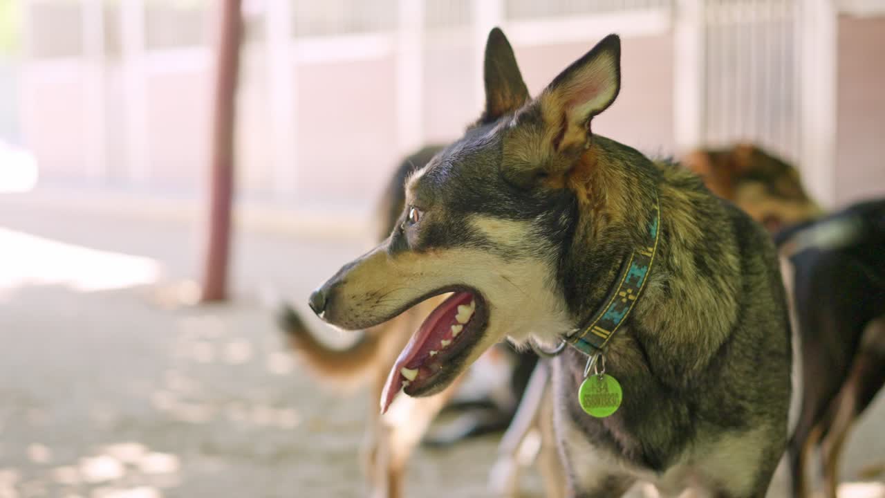 Close-up de um cachorro feliz ofegante olhando ao redor em um parque
