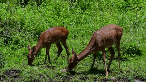 the eld's deer is an endangered species due to habitat loss and hunting