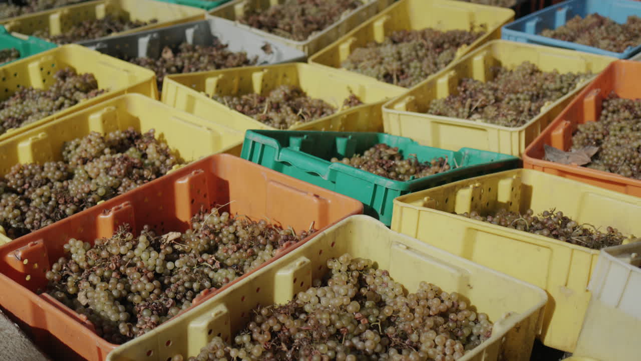 muchas cajas coloridas con la cosecha de uvas cosechadas. producción de vino blanco