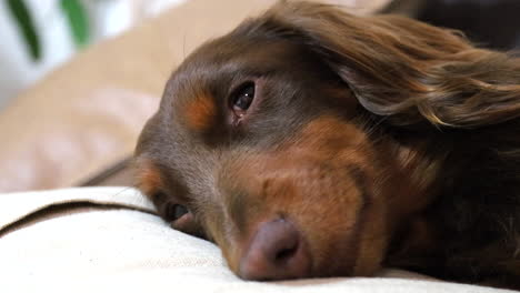 sleepy brown sausage dog with its eyes barely open